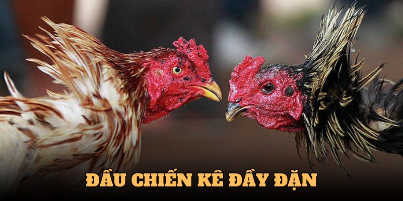 Cách Xem Tướng Gà Đá - Chọn Chiến Kê Hiệu Quả Cùng QQ88 2 Phần đầu đạt tiêu chuẩn thường đầy đặn